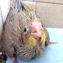 早めにきてねーオカメインコ　シナモンになります　2021　１月１４日
