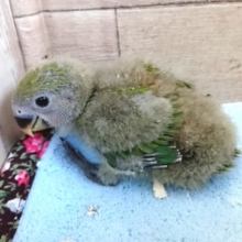 人気！ラブバード　コザクラインコ　ノーマル　2021　１月１４日