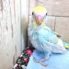 人気のカラー☆セキセイインコ　レインボー　2021　１月１４日