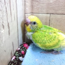春っぽいかもー　セキセイインコ　スパングル〜〜