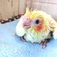 やっと来ましたーーっオカメインコ　ルチノー♪♪