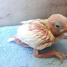 お迎え来てくださいなっ　白文鳥〜〜