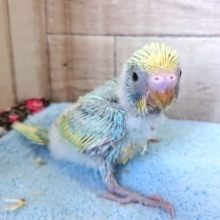 今からでも分かるｷﾚｲさ！セキセイインコ　レインボー〜