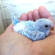 やや控えめ？？セキセイインコ　スパングル〜〜