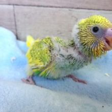 パタパタ走る&はばたくー セキセイインコ スパングルパイド2021 １月２２日