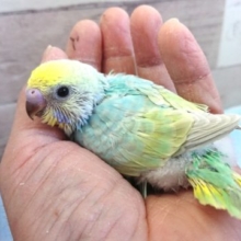 ｷﾚｲ！文句なしっ セキセイインコ レインボー  １月２２日