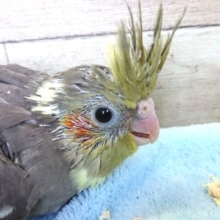 まずは会ってください！オカメインコ ノーマル