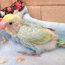 セキセイインコ　レインボー　ｷﾚｲなコが来ました！！！～～