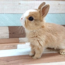 見つめてます。。気を付けてください ネザーランドドワーフラビット～～