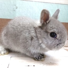 撫でてくださいっ☆ ネザーランドドワーフラビット グレー～