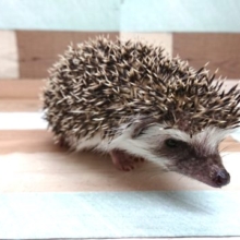 チビッこハリネズミ、きましたよー　ノーマルです！