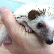 抱っこ大好き☆ハリネズミのパイド　男のコ〜〜