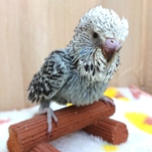 がっちり！大きめジャンボセキセイ来ました！