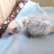 サザナミ模様がｷﾚｲなコ☆　セキセイインコ　スパングル　２０２１　１月３０日