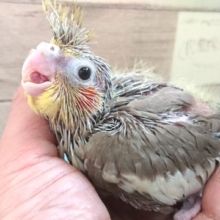 お探しの方は、お早めに！オカメインコ　シナモン〜