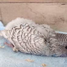 ｽﾃｷな　目つきです☆☆☆ジャンボセキセイインコ　〜