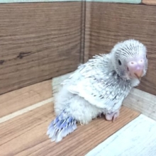 きましたっ！セキセイインコ ライラック～～