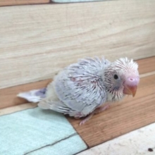 美！セキセイインコ ライラック～～