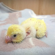 おっとりしてるね〜セキセイインコ　クリーム。
