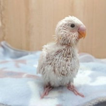 表現が面白いコ☆セキセイインコ　ダブルファクター　〜〜