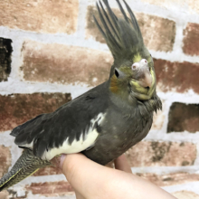 冠羽がピーーーーン！！デーモ〇閣下！？オカメインコ(ノーマル)