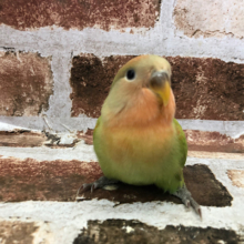 ご自由にお撮り下さい♥コザクラインコ(オパーリン)