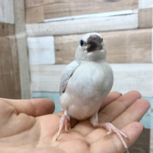 ご飯食べてる時が幸せ〜♥シルバー文鳥さん♪