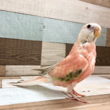 綺麗で目を奪われます…ローズアキクサインコ(ファロー)