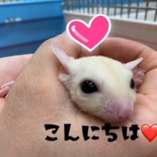 はんぺんみたいなフクロモモンガ！