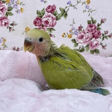 入舎少なめ＆人気カラー！！ コザクラインコ“アメリカンシナモン”のヒナ　2021.1/18撮影