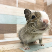ドアップの可愛さたまりません！！デグーちゃん(パイド)