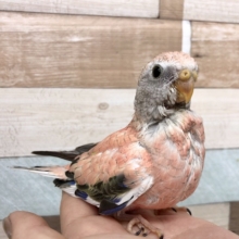 超ホヤホヤ最新画像♪将来有望！？ローズアキクサインコヒナ〜！