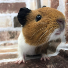 左右の印象が違くて可愛い♡イングリッシュモルモットくん★