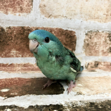 超ホヤホヤ最新画像♪いつまでも食いしん坊さん♥サザナミインコ(ターコイズブルー)