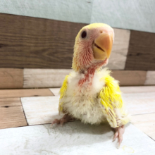 わたわたパラダイス♪コザクラインコ(ルチノー)