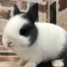 ズボン履いてます！？なネザーランドドワーフ(ブルー＆ホワイト)