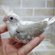 白いお顔の淡いカラーの子　オカメインコ☆ホワイトフェイスシナモンパイド 2021年01月08日撮影