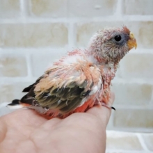 大人気！ローズアキクサインコ　2021年02月08日