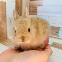 小柄なネザーランドドワーフが入舎！！