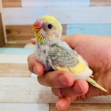 手をじっと見つめてきます♡セキセイインコ(レインボーパイド)