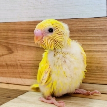 黒目が人気！ダブルファクターのセキセイインコ♪