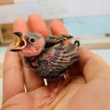 人気沸騰中!!桜文鳥さん♪
