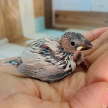 まつど店の人気色！シルバー文鳥さん♪