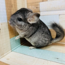 人気カラーのチンチラ(グレー)ちゃん入舎！