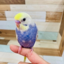 画像更新!!美カラー☆セキセイインコ　レインボーパイド～～