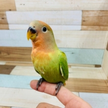 画像更新!!落ち着く色合い♪コザクラインコ　オパーリン～～