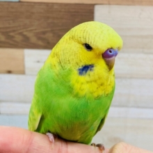 頭が大きいです！　ジャンボセキセイインコ♪