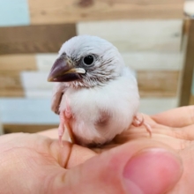 羽根が生えそろってきました！シルバー文鳥さん♪