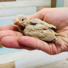 羽根が生えそろいつつあります！シナモン文鳥♪