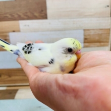 羽根が生えそろい美しいカラーに！ハルクインセキセイインコ♪